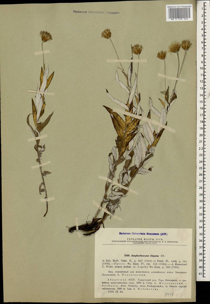 Amphoricarpos elegans Albov, Caucasus, Abkhazia (K4a) (Abkhazia)