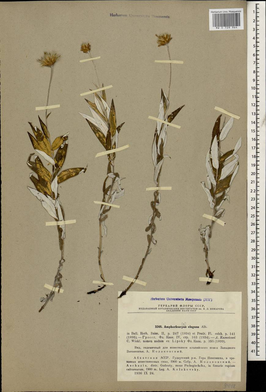 Amphoricarpos elegans Albov, Caucasus, Abkhazia (K4a) (Abkhazia)