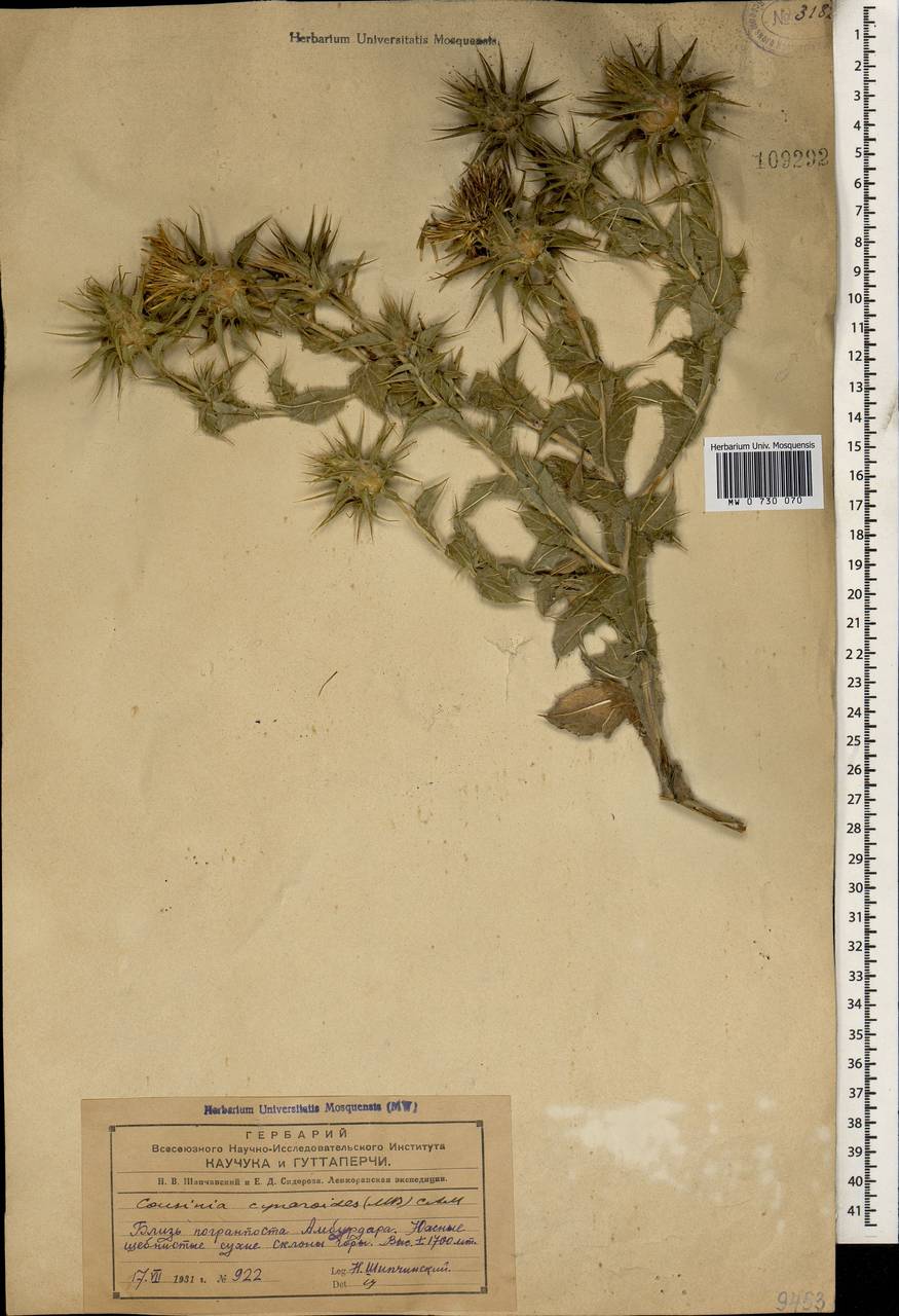 Cousinia cynaroides (M. Bieb.) C. A. Mey., Caucasus, Azerbaijan (K6) (Azerbaijan)