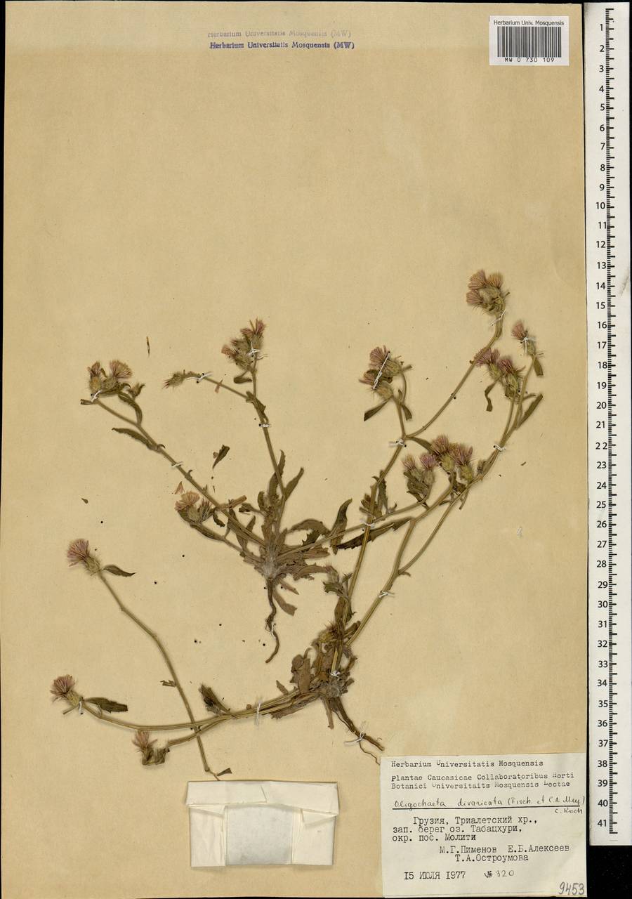 Oligochaeta divaricata (Fisch. & C.A.Mey.) K.Koch, Caucasus, Georgia (K4) (Georgia)