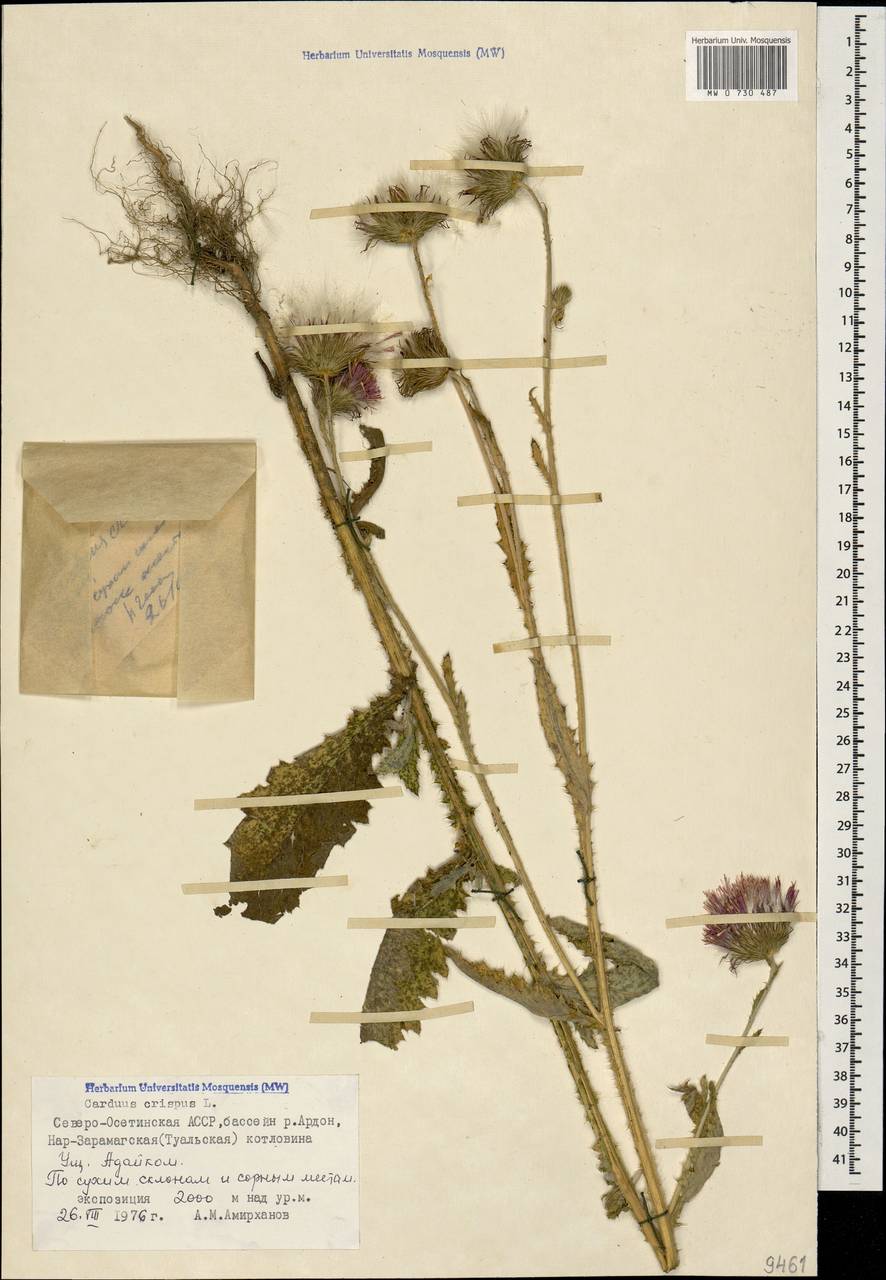 Carduus crispus L., Caucasus, North Ossetia, Ingushetia & Chechnya (K1c) (Russia)