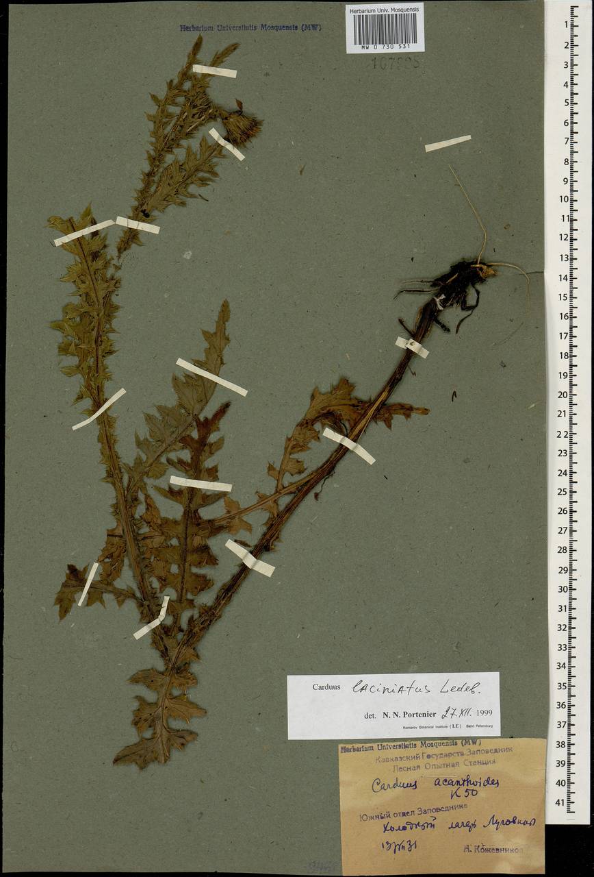 Carduus adpressus subsp. adpressus, Caucasus, Krasnodar Krai & Adygea (K1a) (Russia)