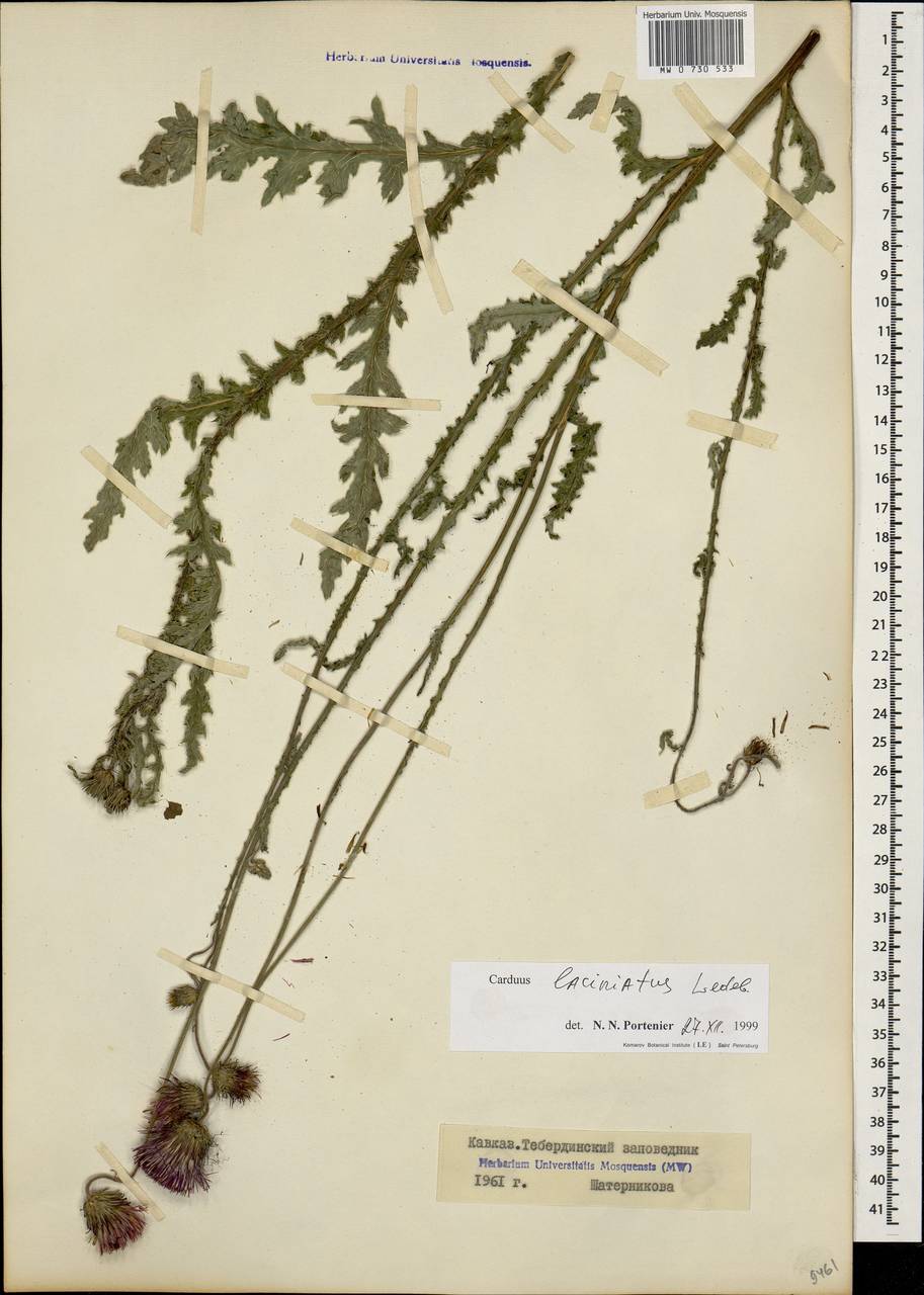 Carduus adpressus subsp. adpressus, Caucasus, Stavropol Krai, Karachay-Cherkessia & Kabardino-Balkaria (K1b) (Russia)
