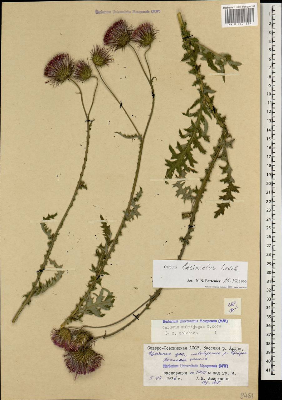 Carduus adpressus subsp. adpressus, Caucasus, North Ossetia, Ingushetia & Chechnya (K1c) (Russia)