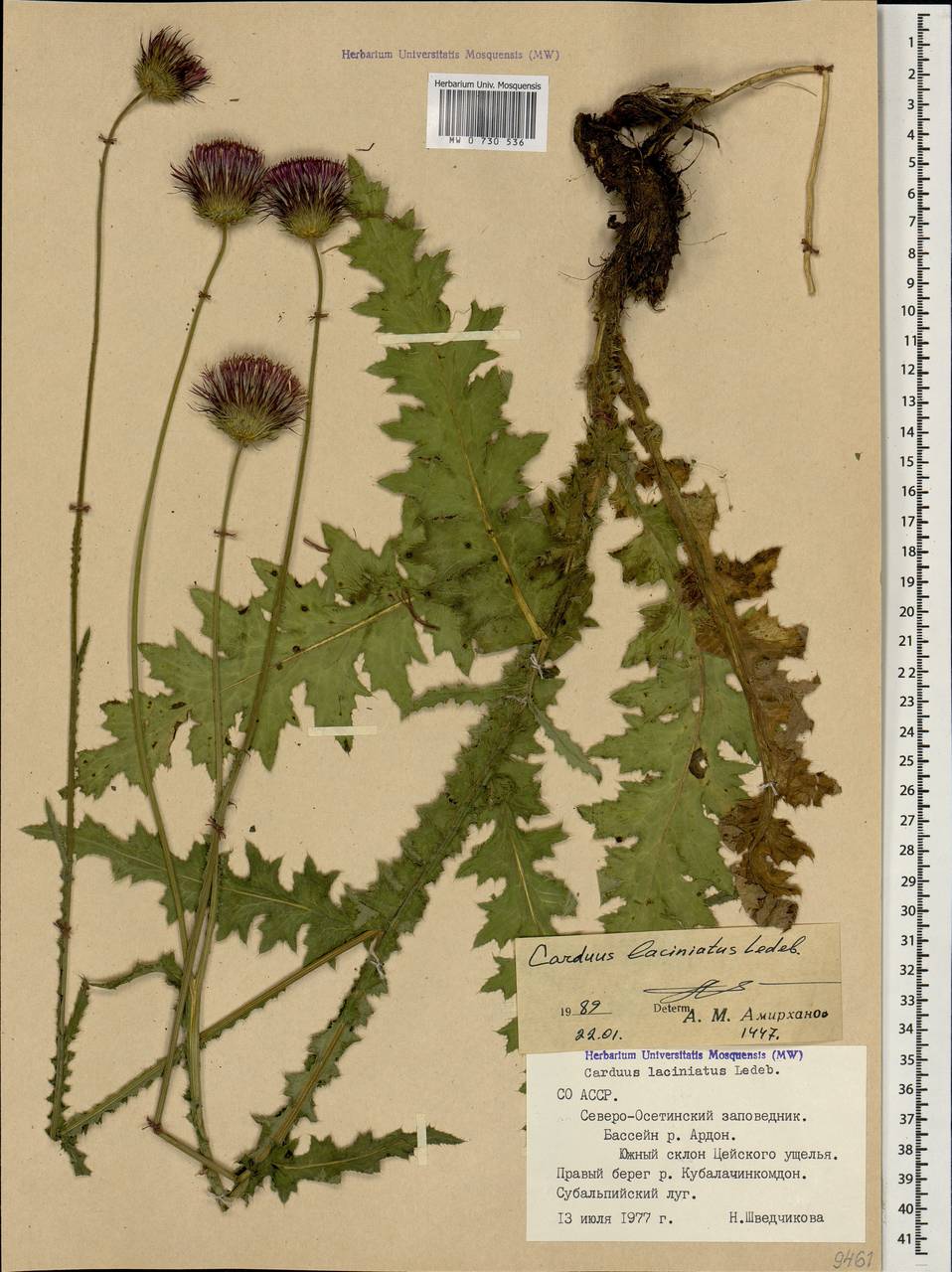 Carduus adpressus subsp. adpressus, Caucasus, North Ossetia, Ingushetia & Chechnya (K1c) (Russia)