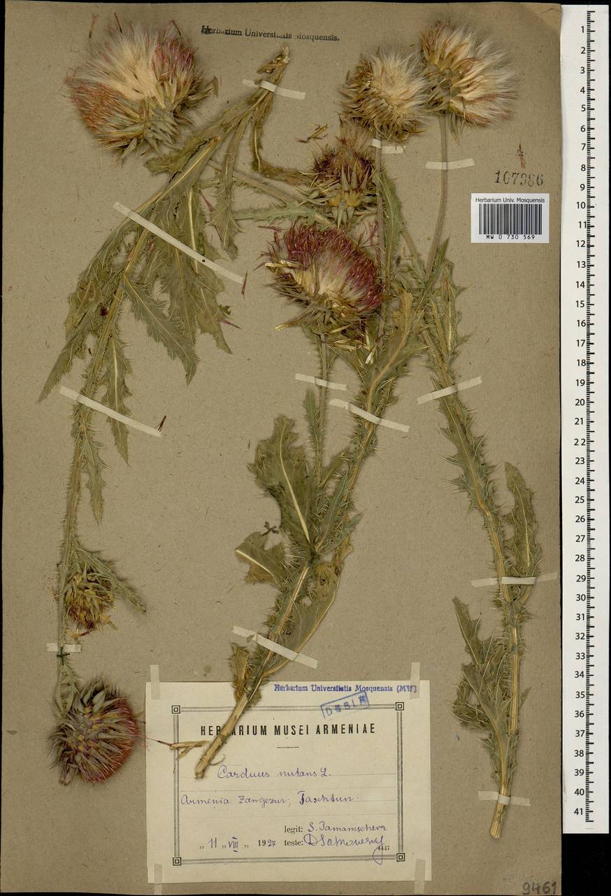 Carduus nutans, Caucasus, Armenia (K5) (Armenia)