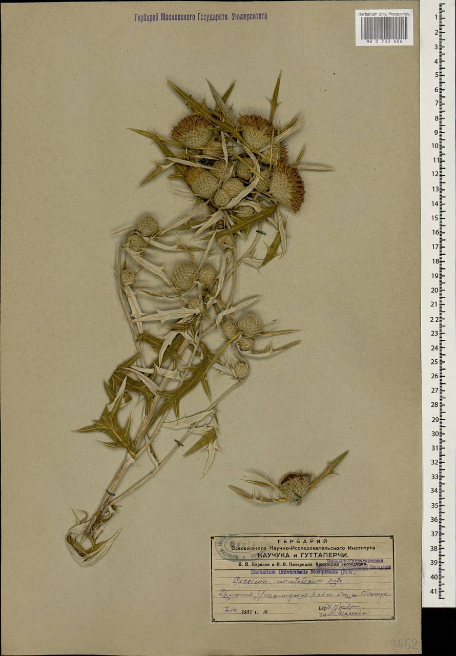 Cirsium leucocephalum subsp. leucocephalum, Caucasus, Armenia (K5) (Armenia)