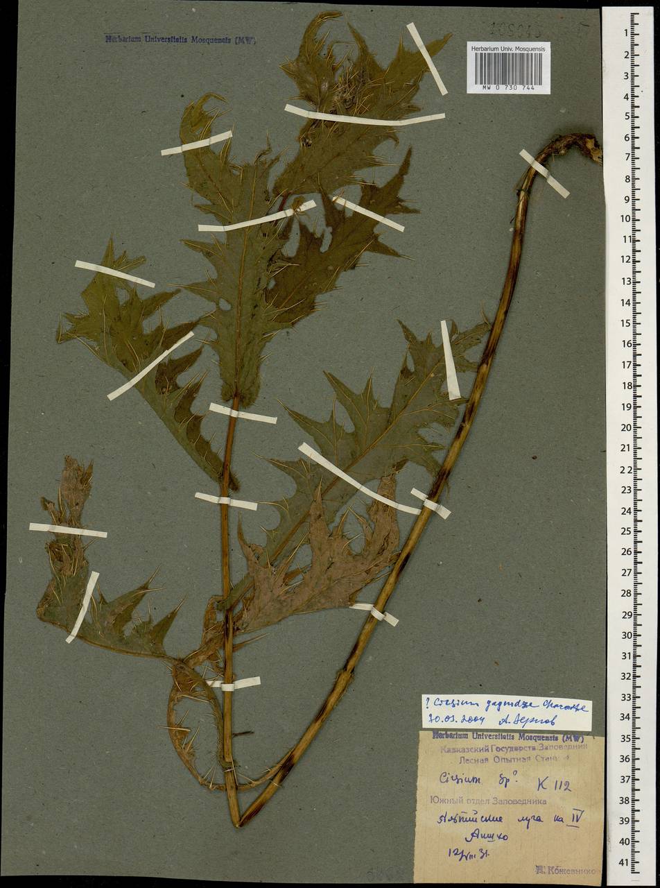Lophiolepis gagnidzei (Kharadze) Bures, Del Guacchio, Iamonico & P. Caputo, Caucasus, Krasnodar Krai & Adygea (K1a) (Russia)