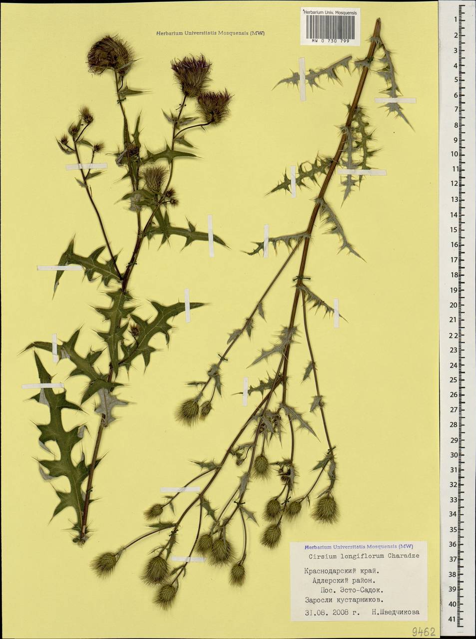 Lophiolepis gagnidzei (Kharadze) Bures, Del Guacchio, Iamonico & P. Caputo, Caucasus, Krasnodar Krai & Adygea (K1a) (Russia)