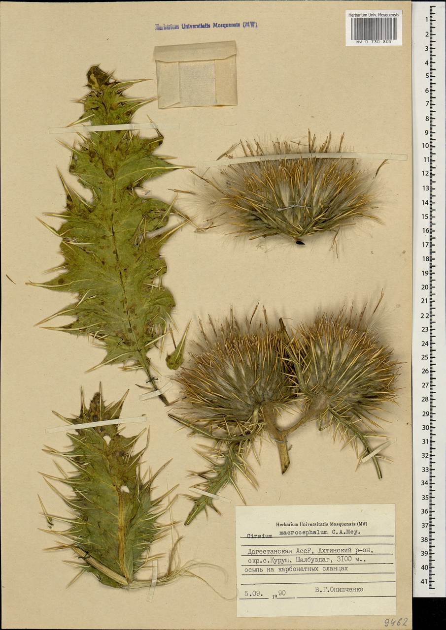 Lophiolepis macrocephala (C. A. Mey.) Bures, Del Guacchio, Iamonico & P. Caputo, Caucasus, Dagestan (K2) (Russia)