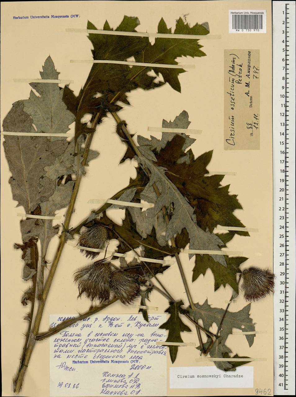 Cirsium sosnowskyi Char., Caucasus, North Ossetia, Ingushetia & Chechnya (K1c) (Russia)