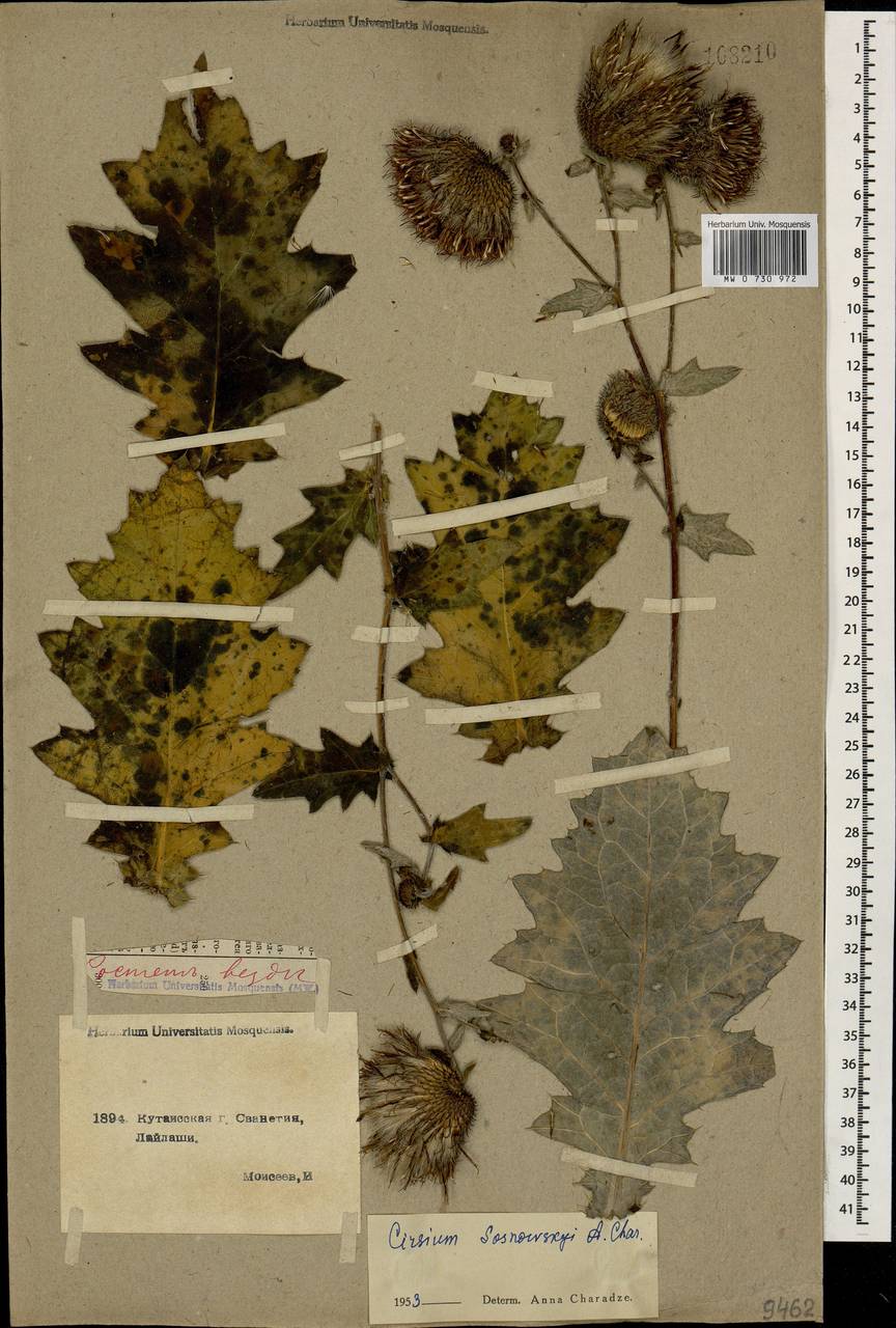 Cirsium sosnowskyi Char., Caucasus, Georgia (K4) (Georgia)