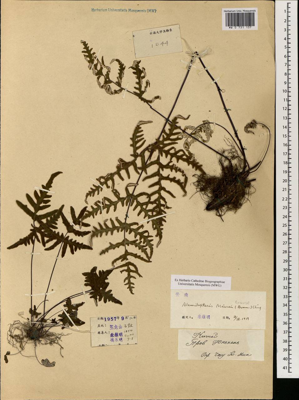 Aleuritopteris albofusca (Baker) Pic. Serm., South Asia, South Asia (Asia outside ex-Soviet states and Mongolia) (ASIA) (China)