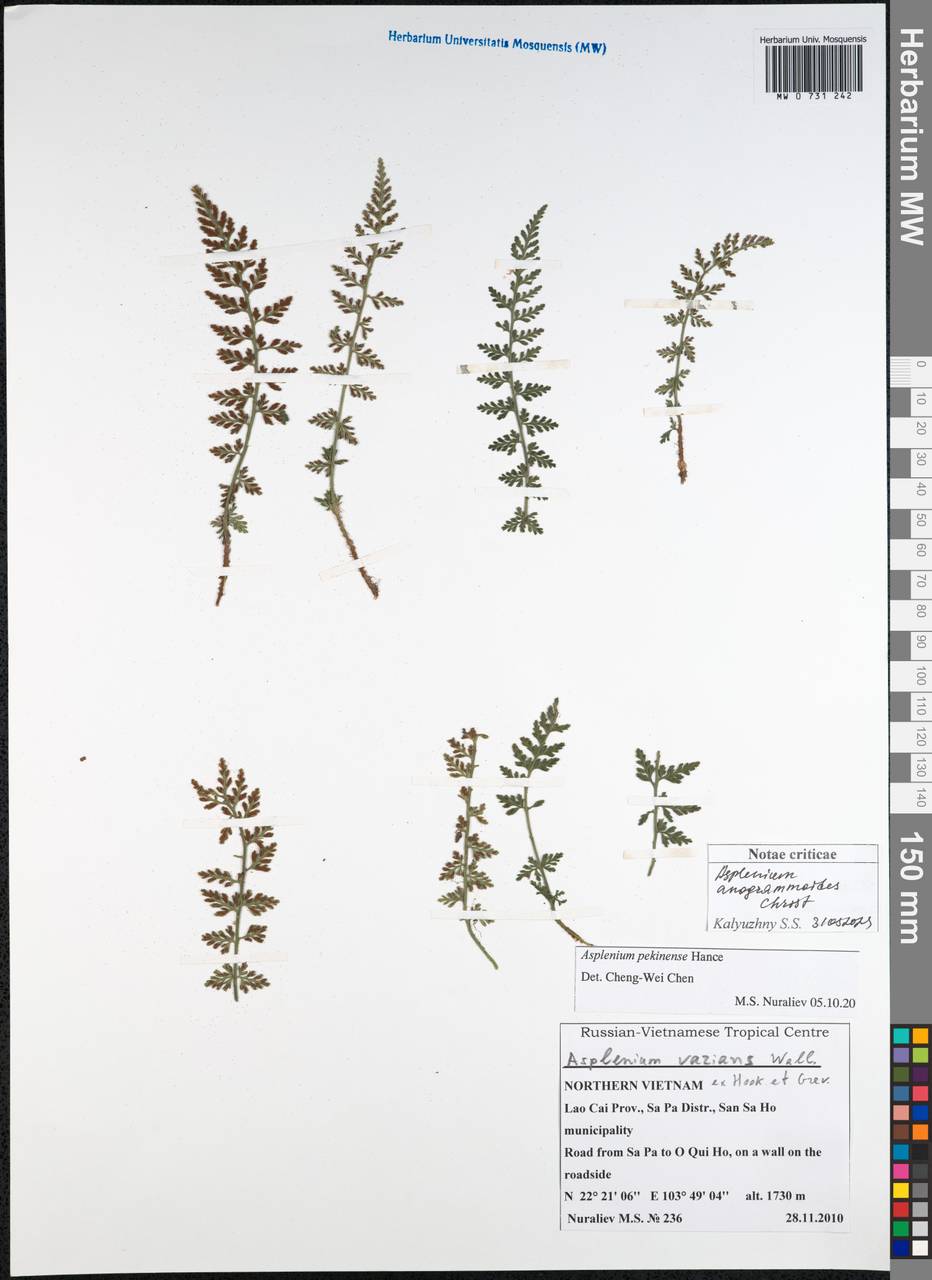 Asplenium anogrammoides Christ, South Asia, South Asia (Asia outside ex-Soviet states and Mongolia) (ASIA) (Vietnam)