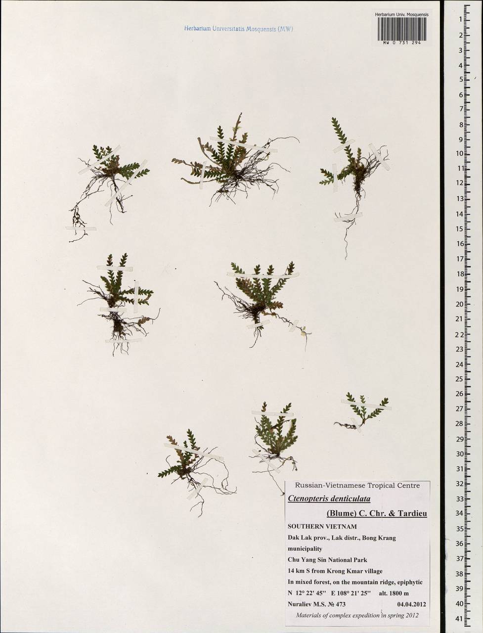 Ctenopterella denticulata (Bl.) Parris, South Asia, South Asia (Asia outside ex-Soviet states and Mongolia) (ASIA) (Vietnam)