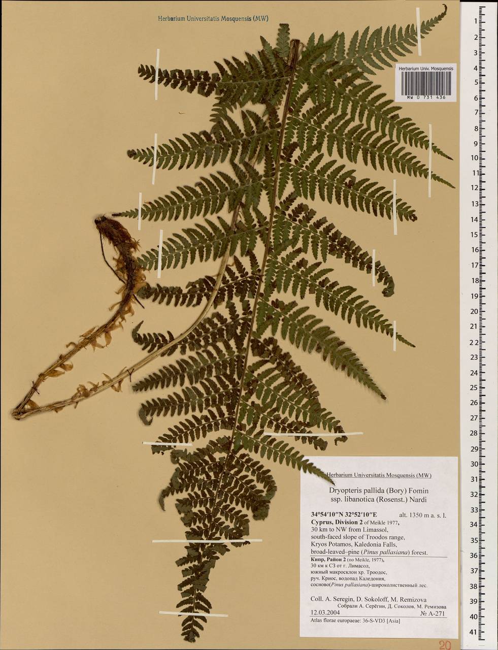 Dryopteris pallida subsp. libanotica (Rosenst.) E. Nardi, South Asia, South Asia (Asia outside ex-Soviet states and Mongolia) (ASIA) (Cyprus)