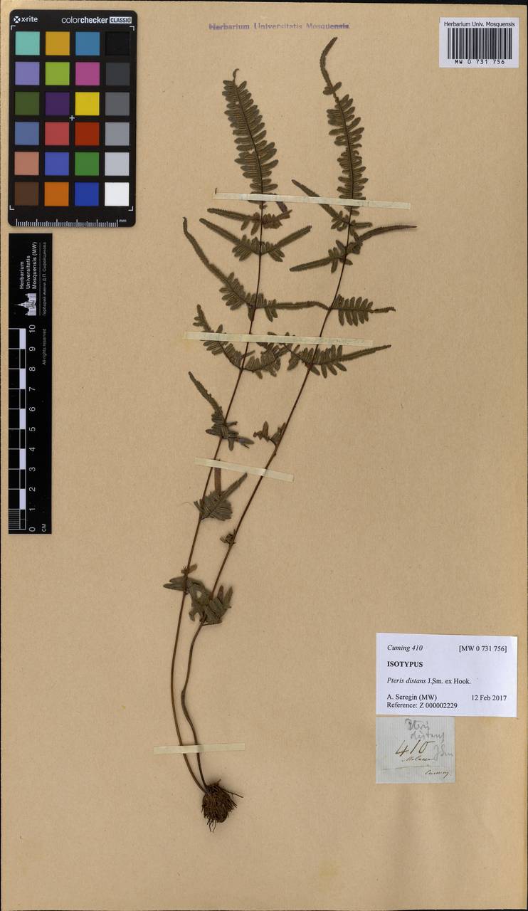 Pteris distans J. Sm., South Asia, South Asia (Asia outside ex-Soviet states and Mongolia) (ASIA) (Malaysia)