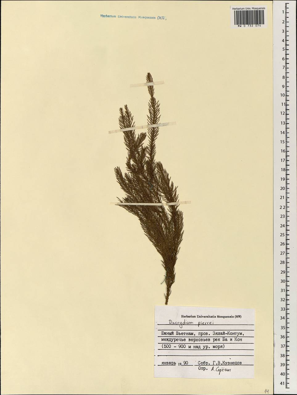 Dacrydium elatum (Roxb.) Wall. ex Loudon, South Asia, South Asia (Asia outside ex-Soviet states and Mongolia) (ASIA) (Vietnam)