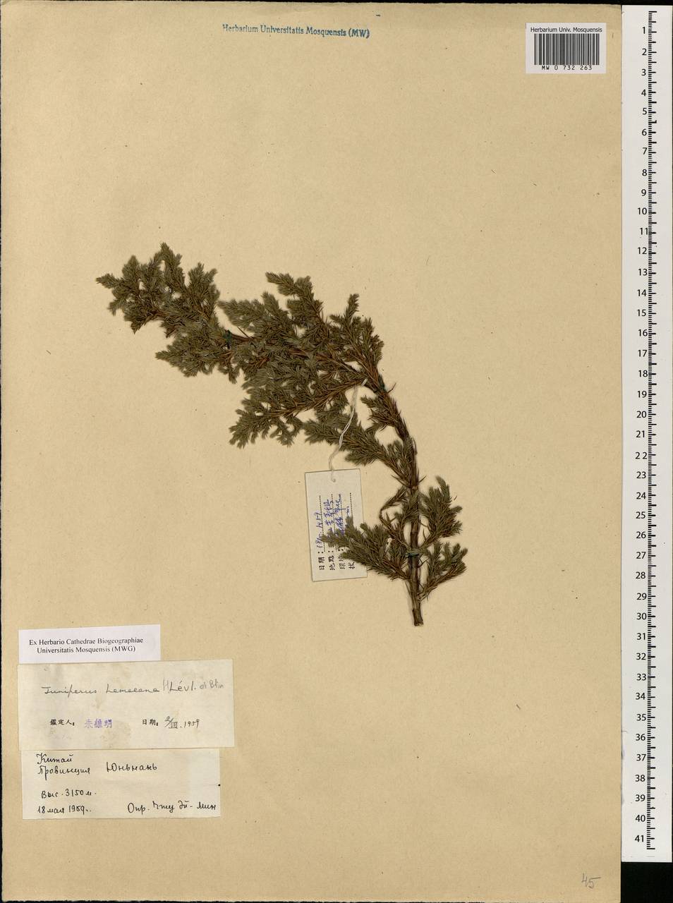 Juniperus squamata Buch.-Ham. ex D. Don, South Asia, South Asia (Asia outside ex-Soviet states and Mongolia) (ASIA) (China)