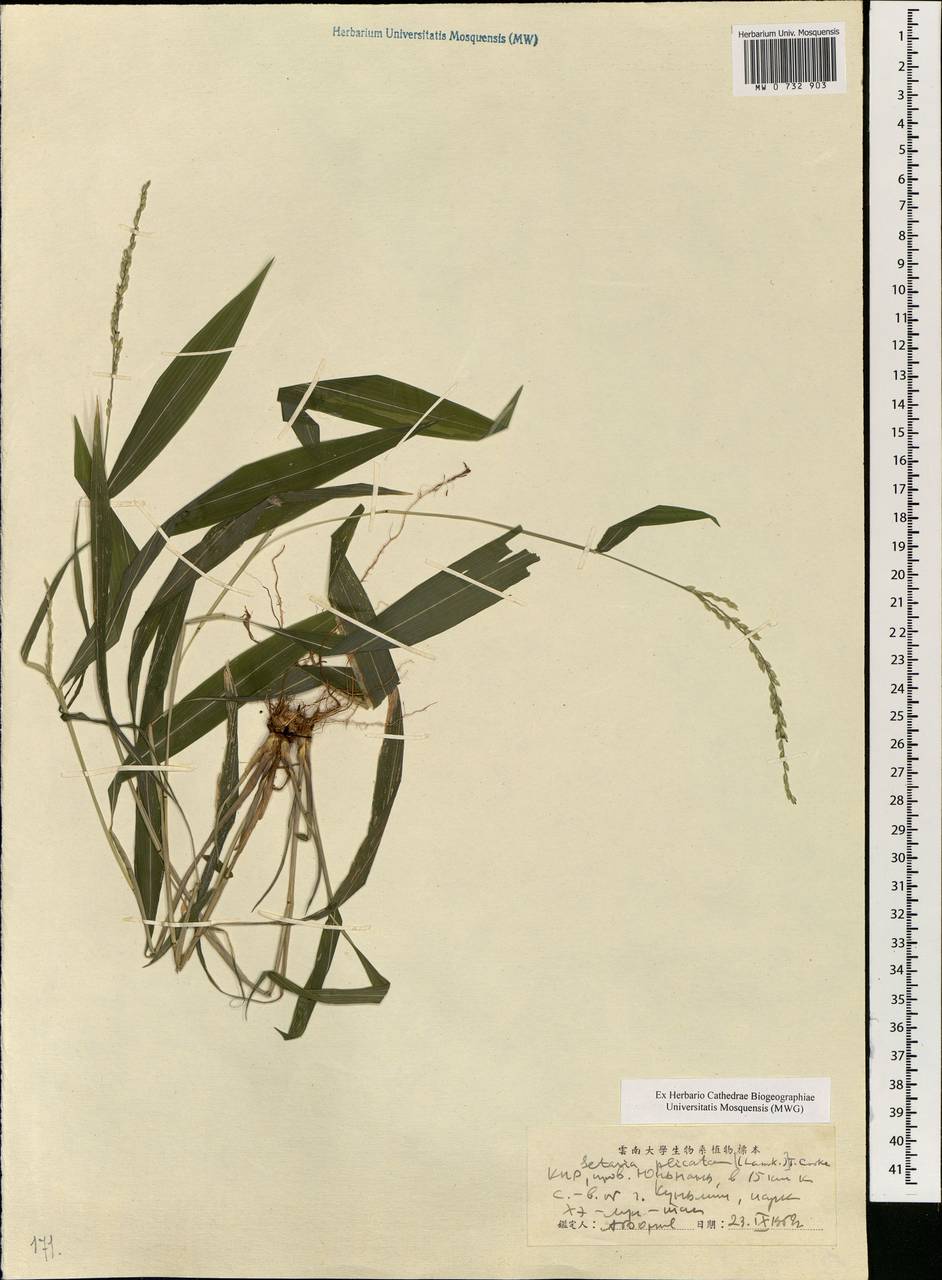 Setaria plicata (Lam.) T.Cooke, South Asia, South Asia (Asia outside ex-Soviet states and Mongolia) (ASIA) (China)