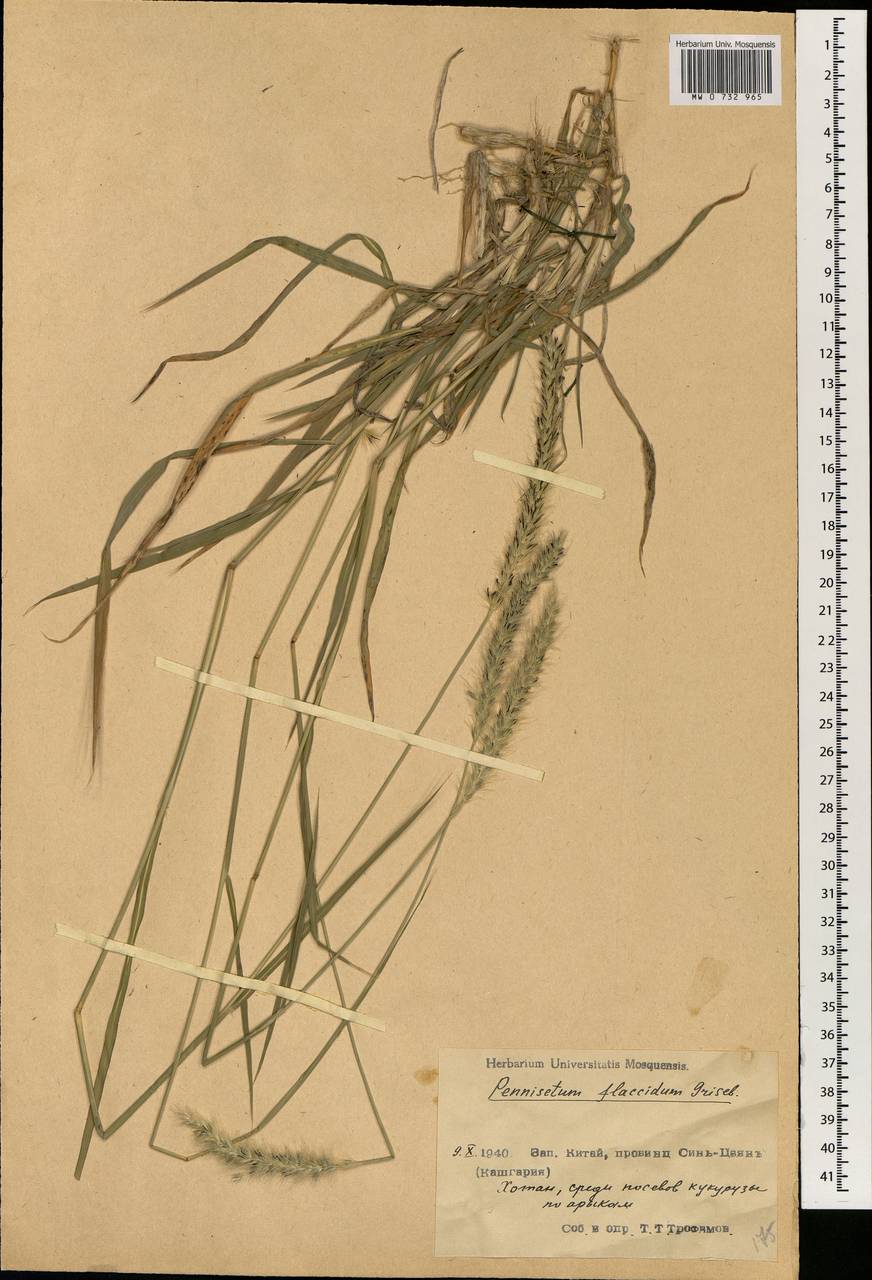 Pennisetum flaccidum Griseb., South Asia, South Asia (Asia outside ex-Soviet states and Mongolia) (ASIA) (China)