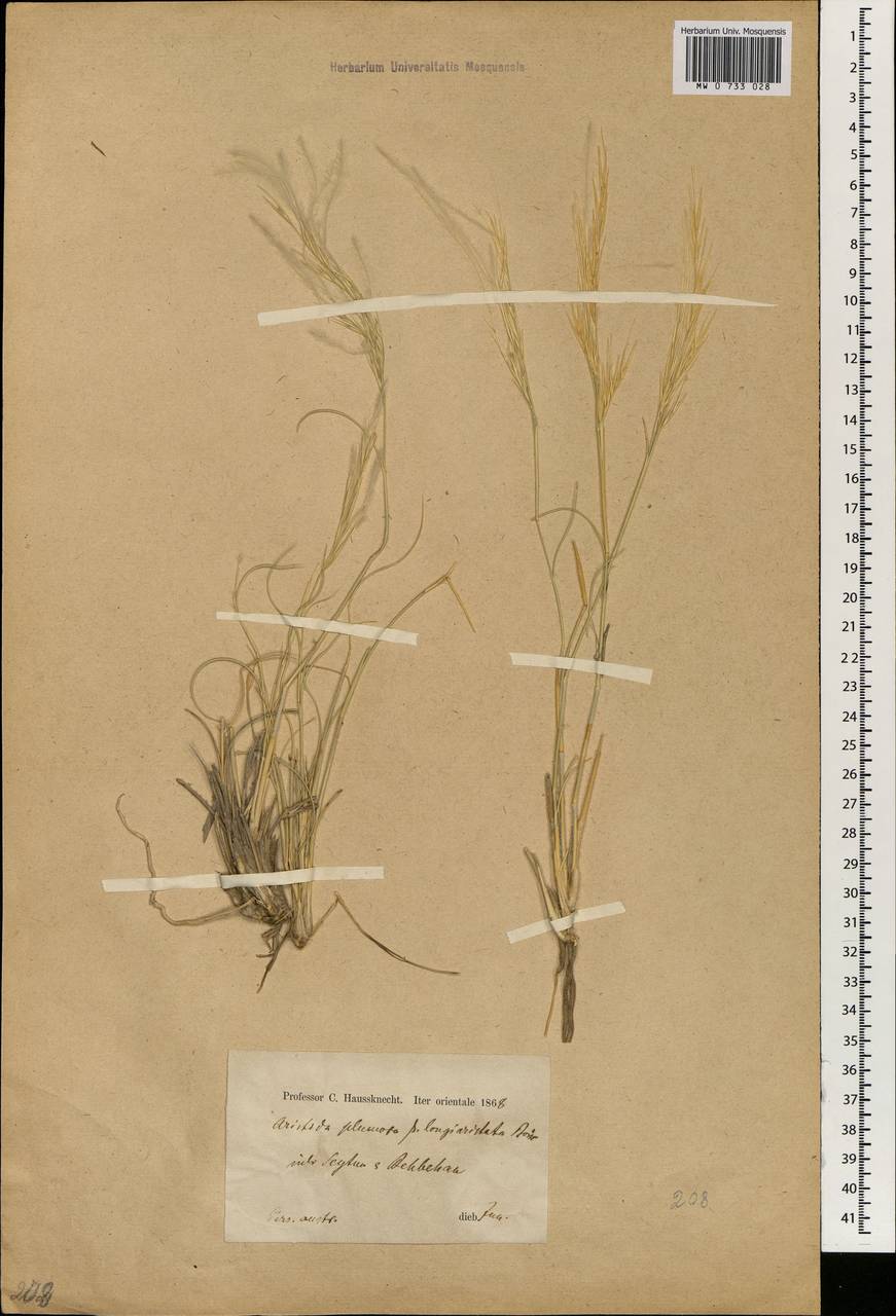 Stipagrostis plumosa (L.) Munro ex T.Anderson, South Asia, South Asia (Asia outside ex-Soviet states and Mongolia) (ASIA) (Iran)