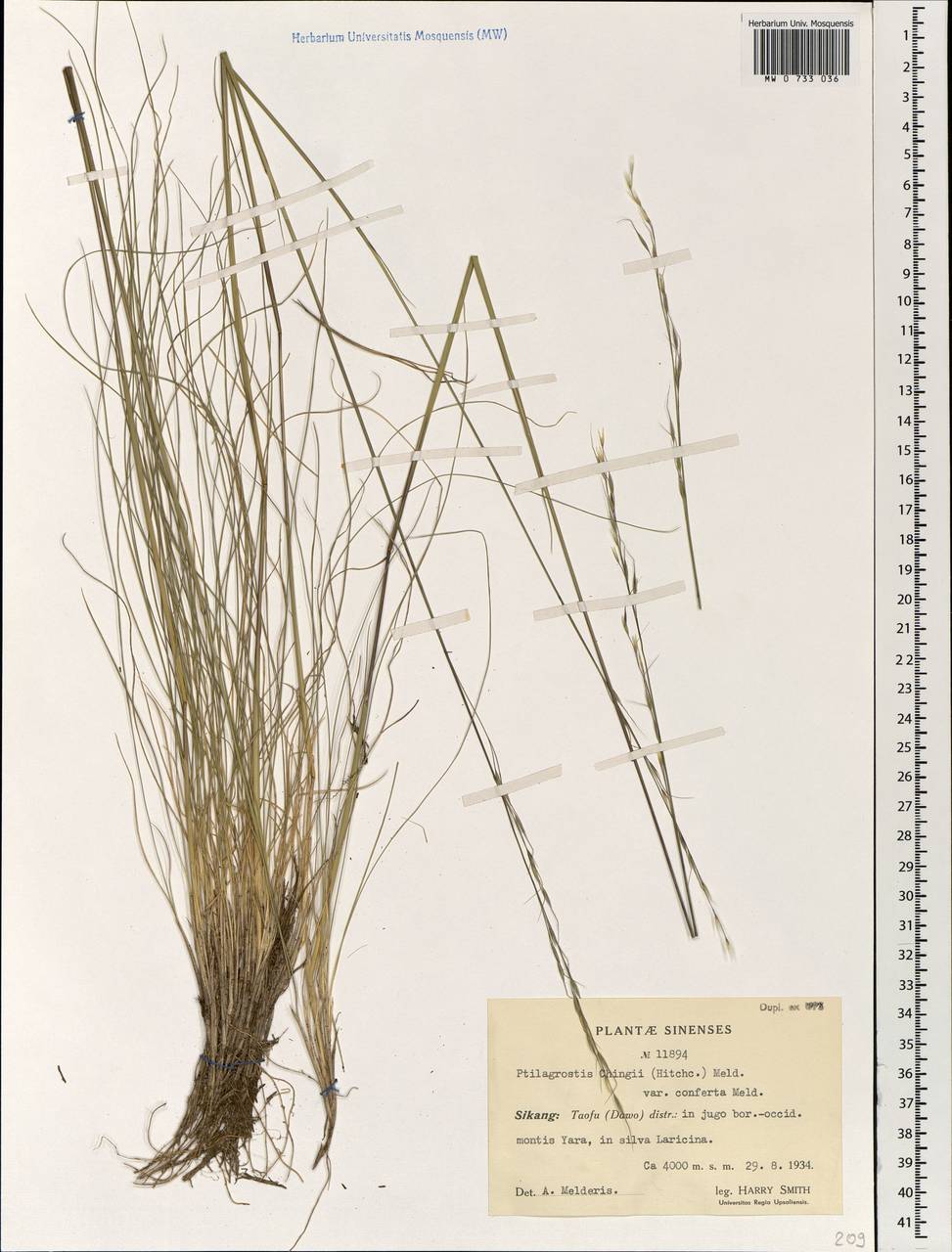 Stipa chingii Hitchc., South Asia, South Asia (Asia outside ex-Soviet states and Mongolia) (ASIA) (China)