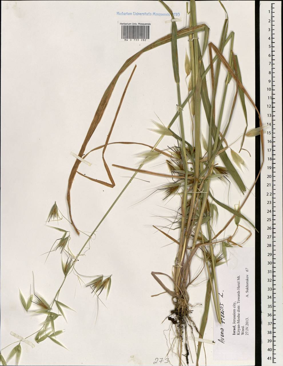 Avena sterilis L., South Asia, South Asia (Asia outside ex-Soviet states and Mongolia) (ASIA) (Israel)