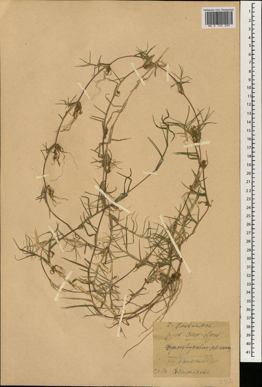 Cynodon dactylon (L.) Pers., South Asia, South Asia (Asia outside ex-Soviet states and Mongolia) (ASIA) (China)