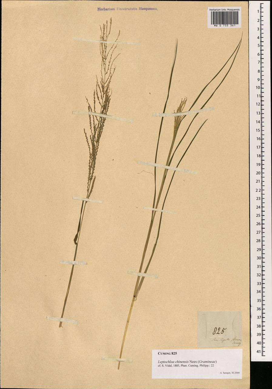 Leptochloa chinensis (L.) Nees, South Asia, South Asia (Asia outside ex-Soviet states and Mongolia) (ASIA) (Philippines)