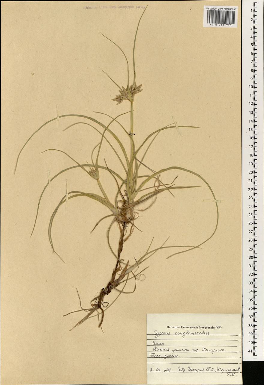 Cyperus conglomeratus Rottb., South Asia, South Asia (Asia outside ex-Soviet states and Mongolia) (ASIA) (Iraq)