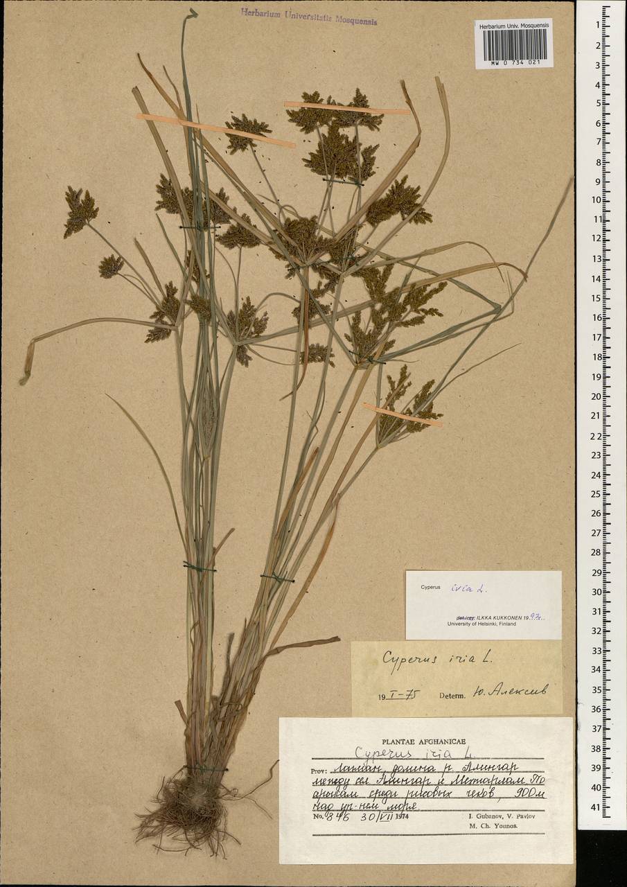 Cyperus iria L., South Asia, South Asia (Asia outside ex-Soviet states and Mongolia) (ASIA) (Afghanistan)