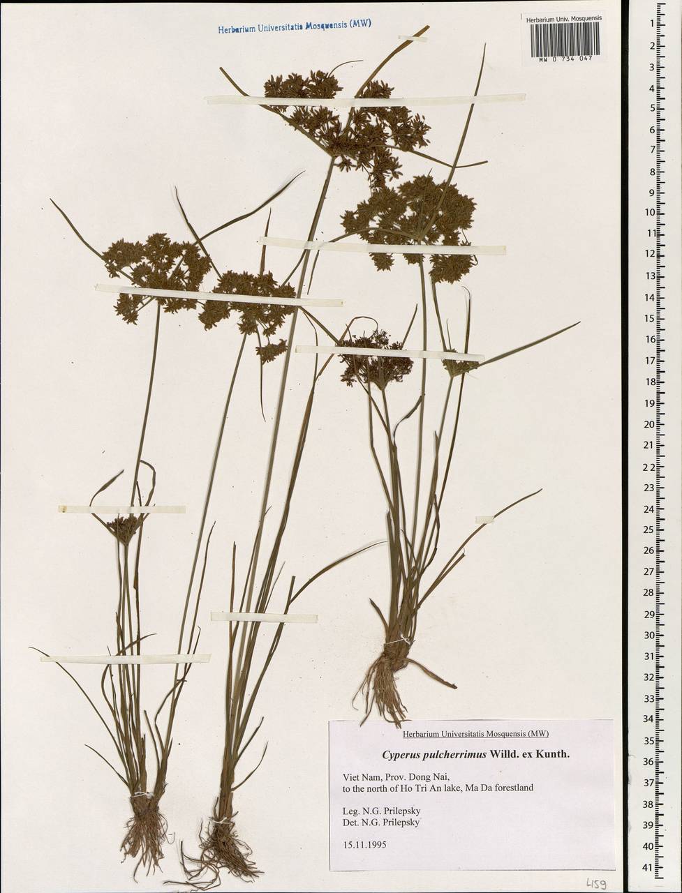 Cyperus pulcherrimus Willd. ex Kunth, South Asia, South Asia (Asia outside ex-Soviet states and Mongolia) (ASIA) (Vietnam)