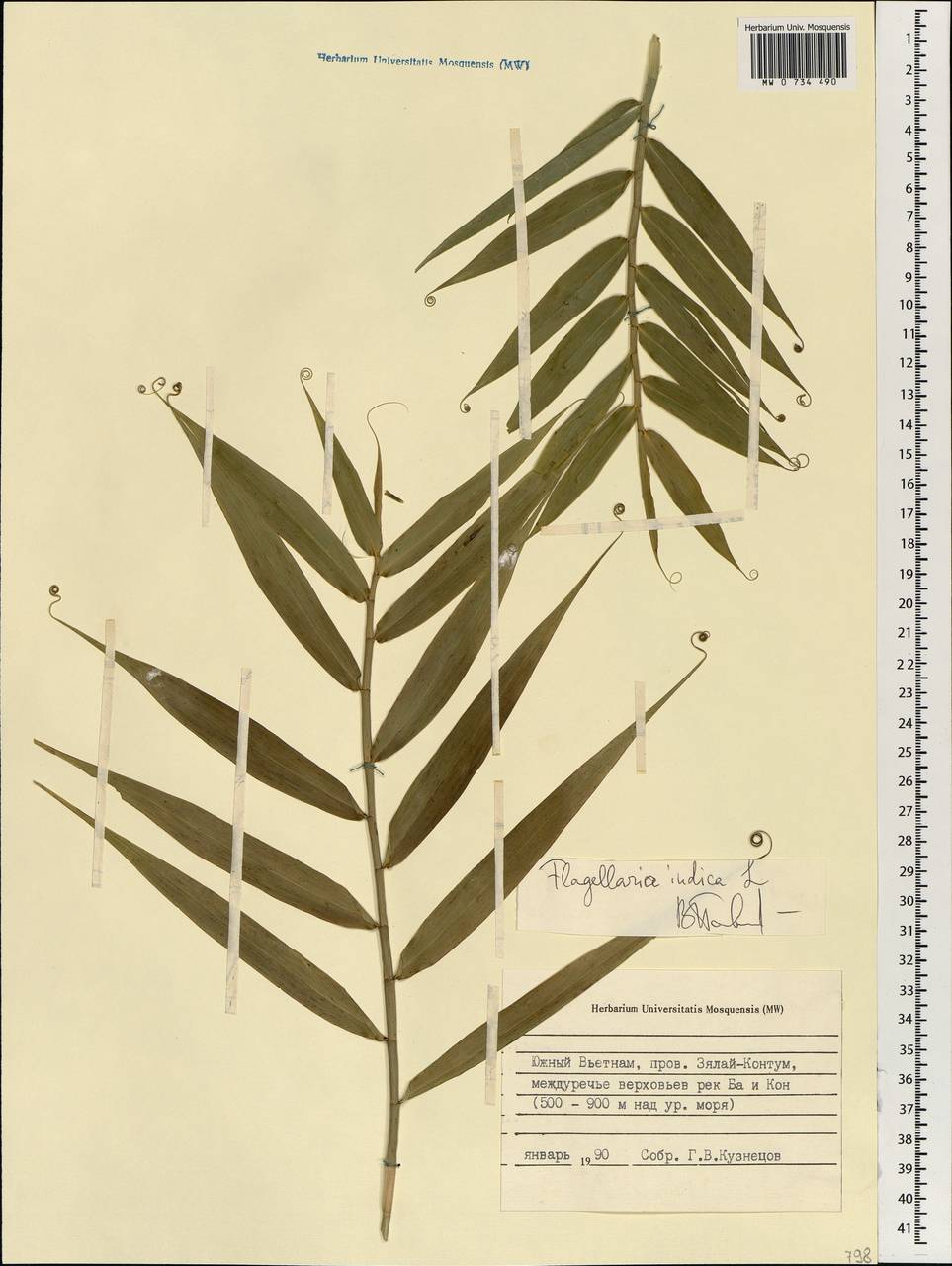 Flagellaria indica L., South Asia, South Asia (Asia outside ex-Soviet states and Mongolia) (ASIA) (Vietnam)