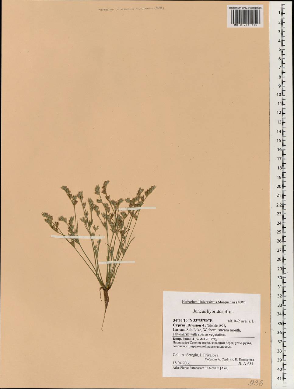 Juncus hybridus Brot., South Asia, South Asia (Asia outside ex-Soviet states and Mongolia) (ASIA) (Cyprus)