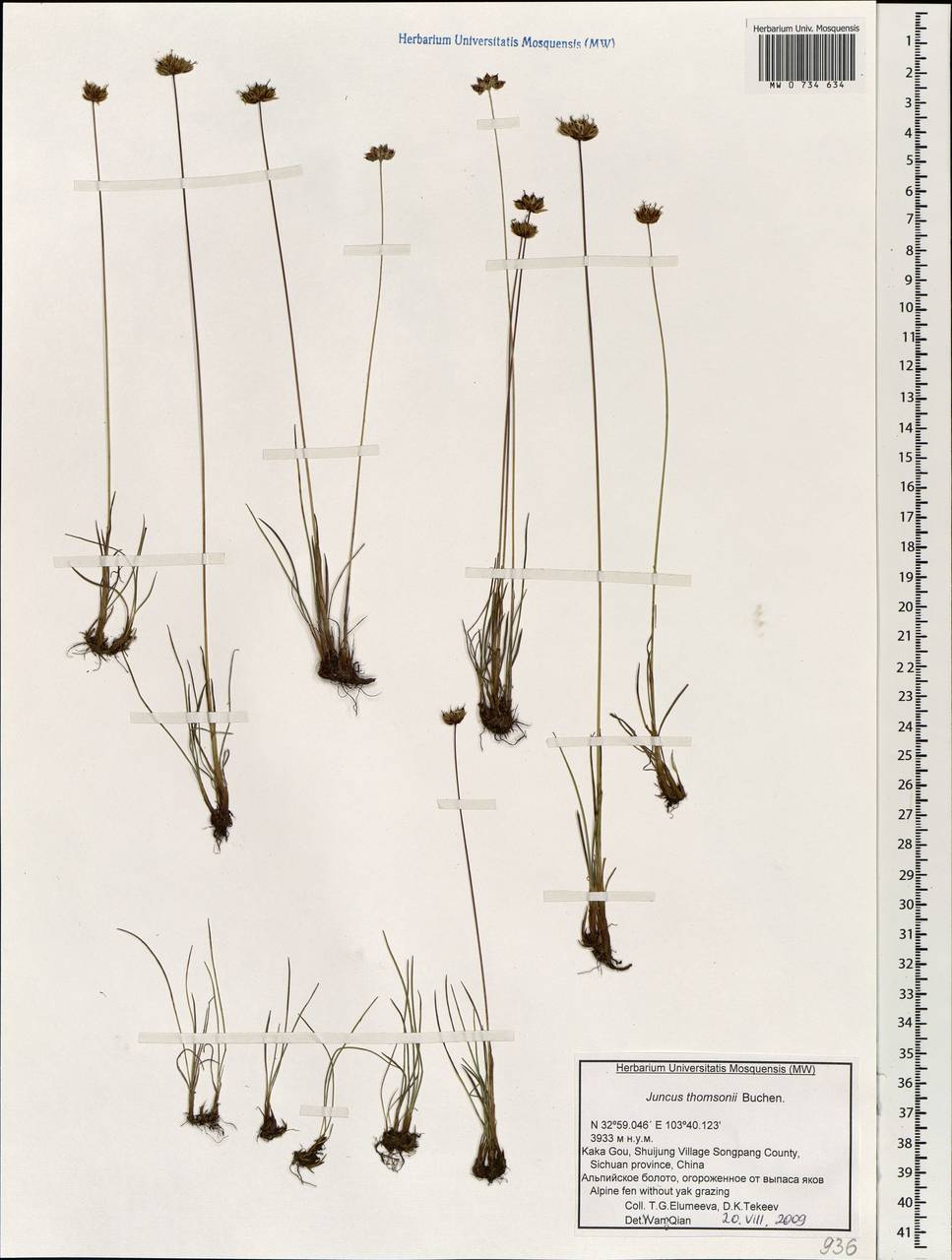 Juncus thomsonii Buchenau, South Asia, South Asia (Asia outside ex-Soviet states and Mongolia) (ASIA) (China)