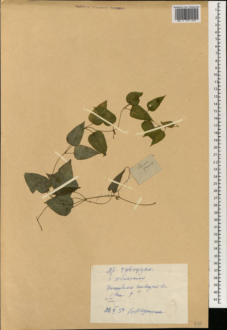 Stemona japonica (Blume) Miq., South Asia, South Asia (Asia outside ex-Soviet states and Mongolia) (ASIA) (China)