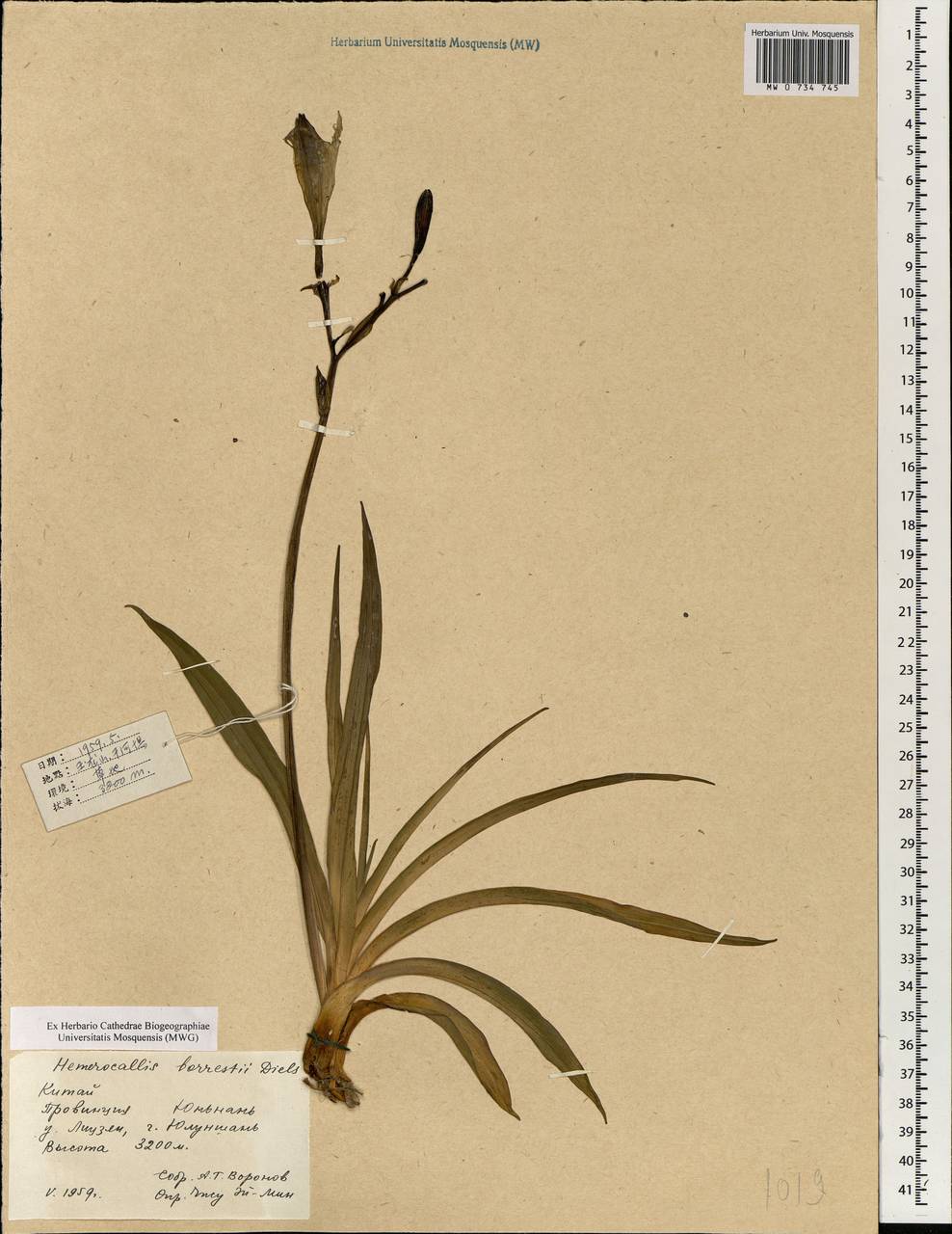 Hemerocallis forrestii Diels, South Asia, South Asia (Asia outside ex-Soviet states and Mongolia) (ASIA) (China)