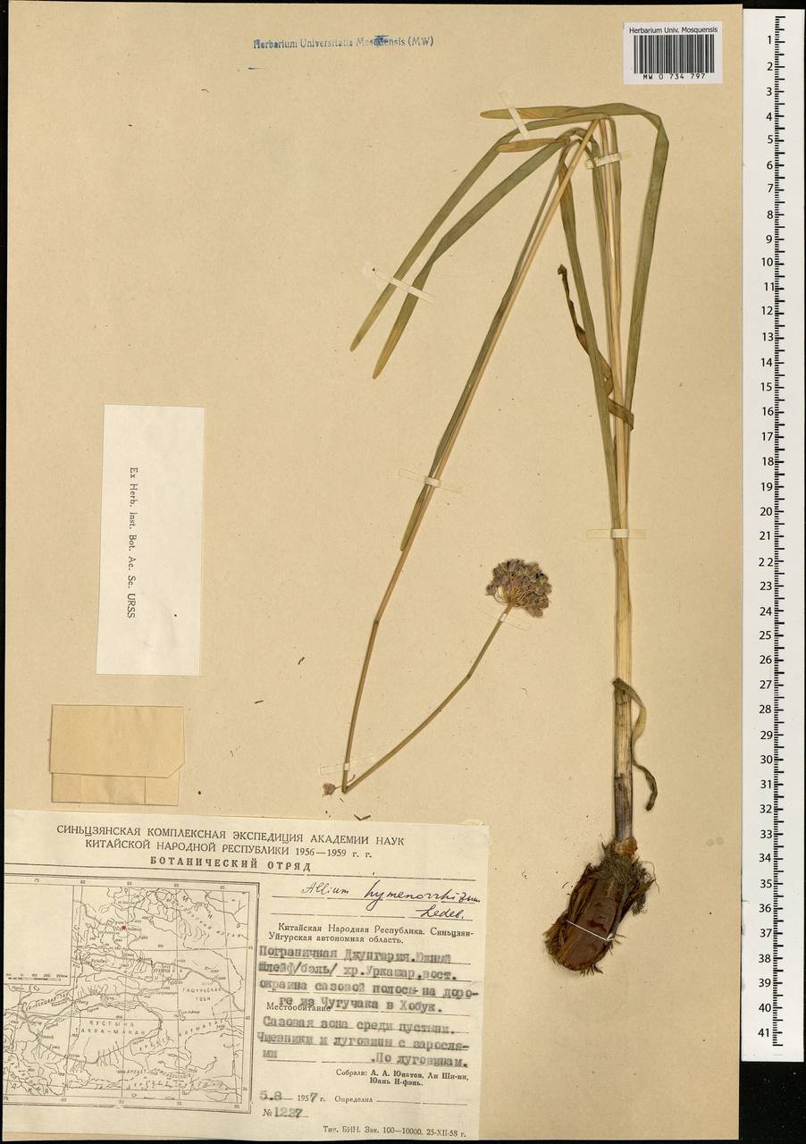 Allium hymenorhizum Ledeb., South Asia, South Asia (Asia outside ex-Soviet states and Mongolia) (ASIA) (China)