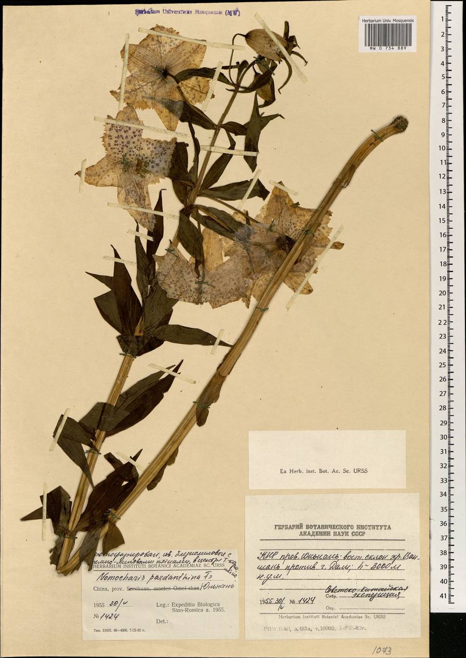 Nomocharis pardanthina Franch., South Asia, South Asia (Asia outside ex-Soviet states and Mongolia) (ASIA) (China)