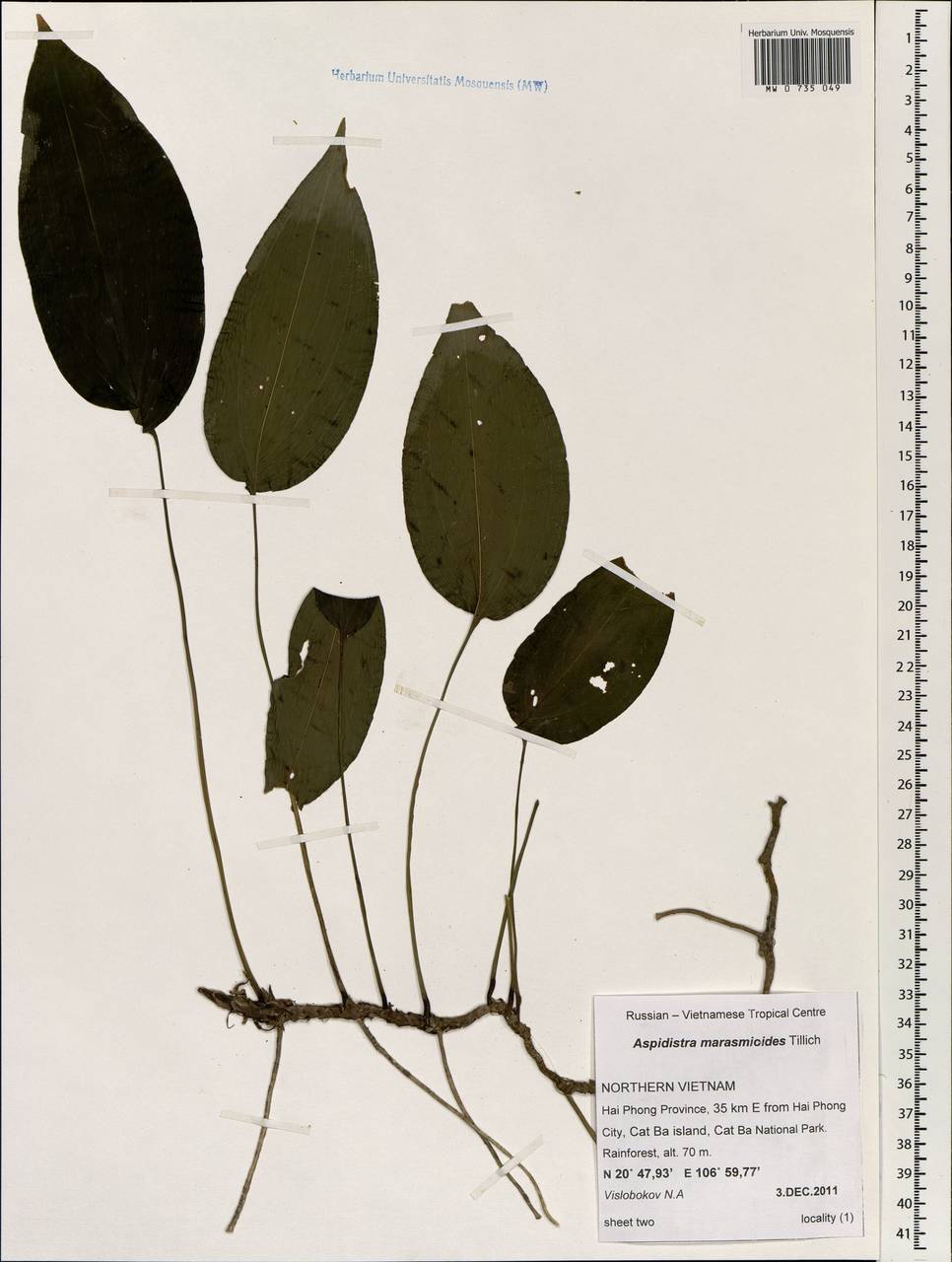 Aspidistra marasmioides Tillich, South Asia, South Asia (Asia outside ex-Soviet states and Mongolia) (ASIA) (Vietnam)