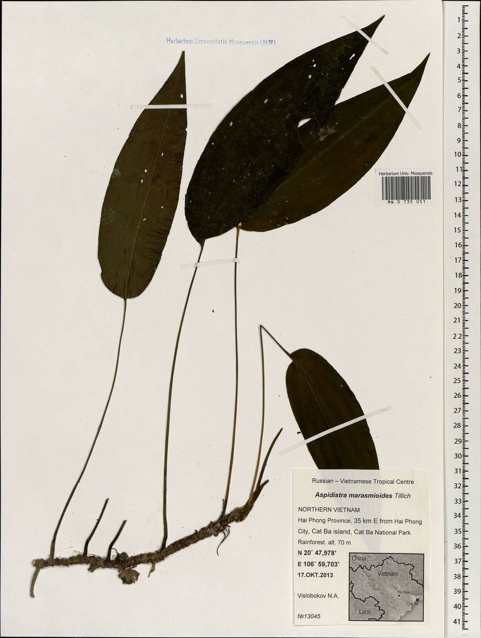 Aspidistra marasmioides Tillich, South Asia, South Asia (Asia outside ex-Soviet states and Mongolia) (ASIA) (Vietnam)