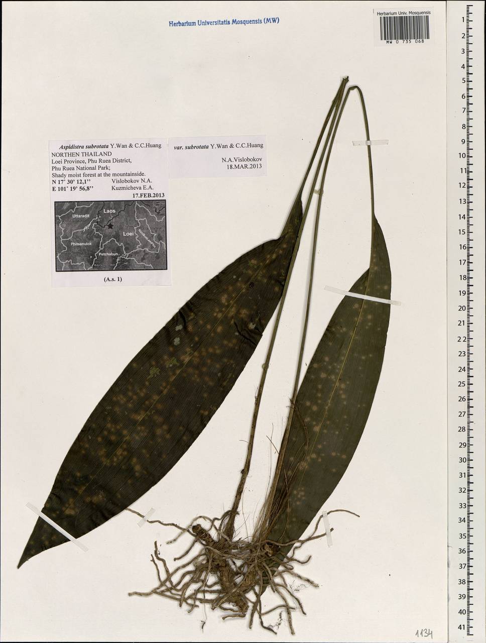 Aspidistra subrotata Y.Wan & C.C.Huang, South Asia, South Asia (Asia outside ex-Soviet states and Mongolia) (ASIA) (Thailand)