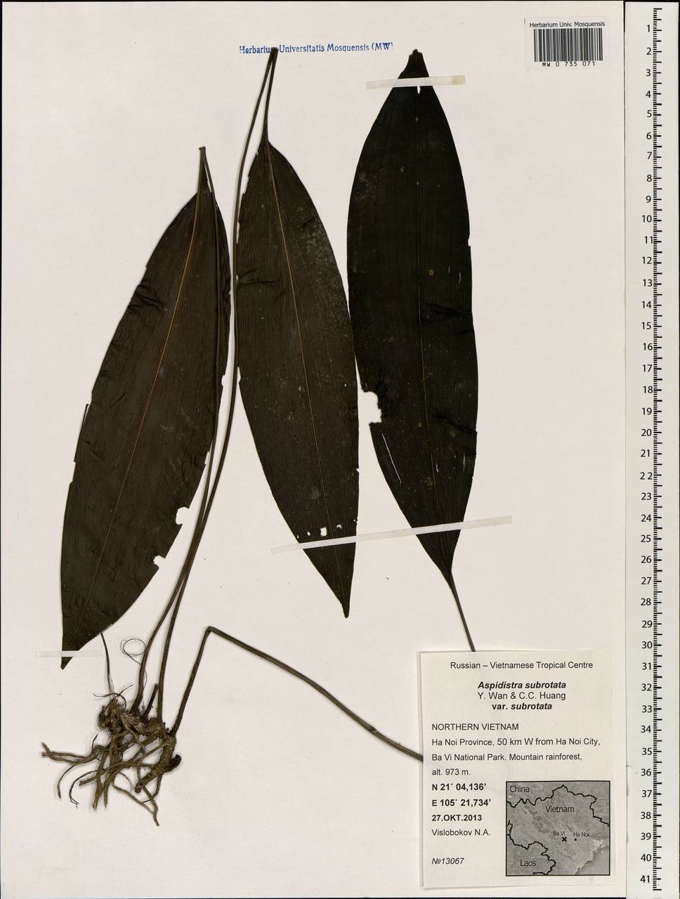 Aspidistra subrotata Y.Wan & C.C.Huang, South Asia, South Asia (Asia outside ex-Soviet states and Mongolia) (ASIA) (Vietnam)