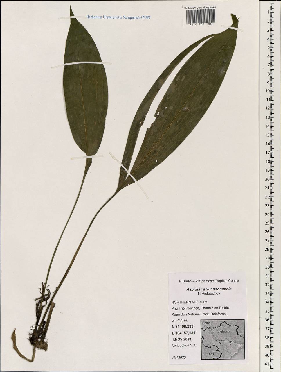 Aspidistra xuansonensis, South Asia, South Asia (Asia outside ex-Soviet states and Mongolia) (ASIA) (Vietnam)