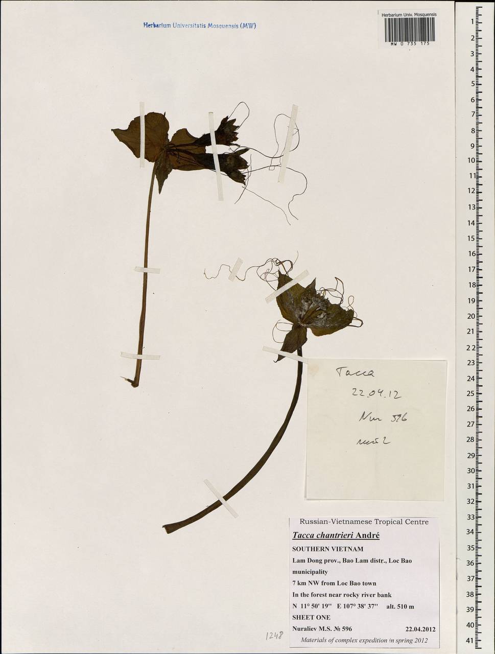 Tacca chantrieri André, South Asia, South Asia (Asia outside ex-Soviet states and Mongolia) (ASIA) (Vietnam)