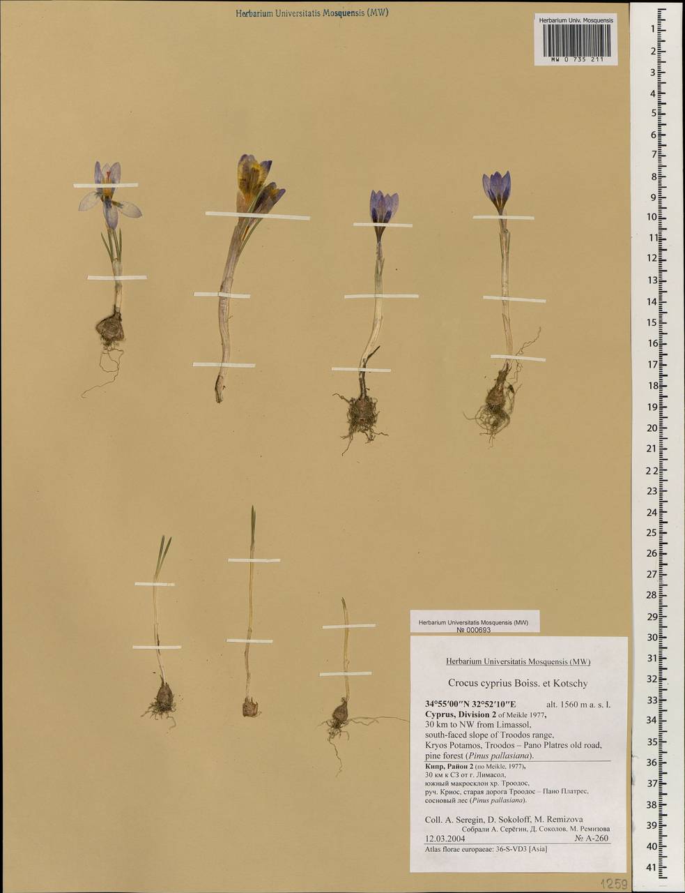 Crocus cyprius Boiss. & Kotschy, South Asia, South Asia (Asia outside ex-Soviet states and Mongolia) (ASIA) (Cyprus)