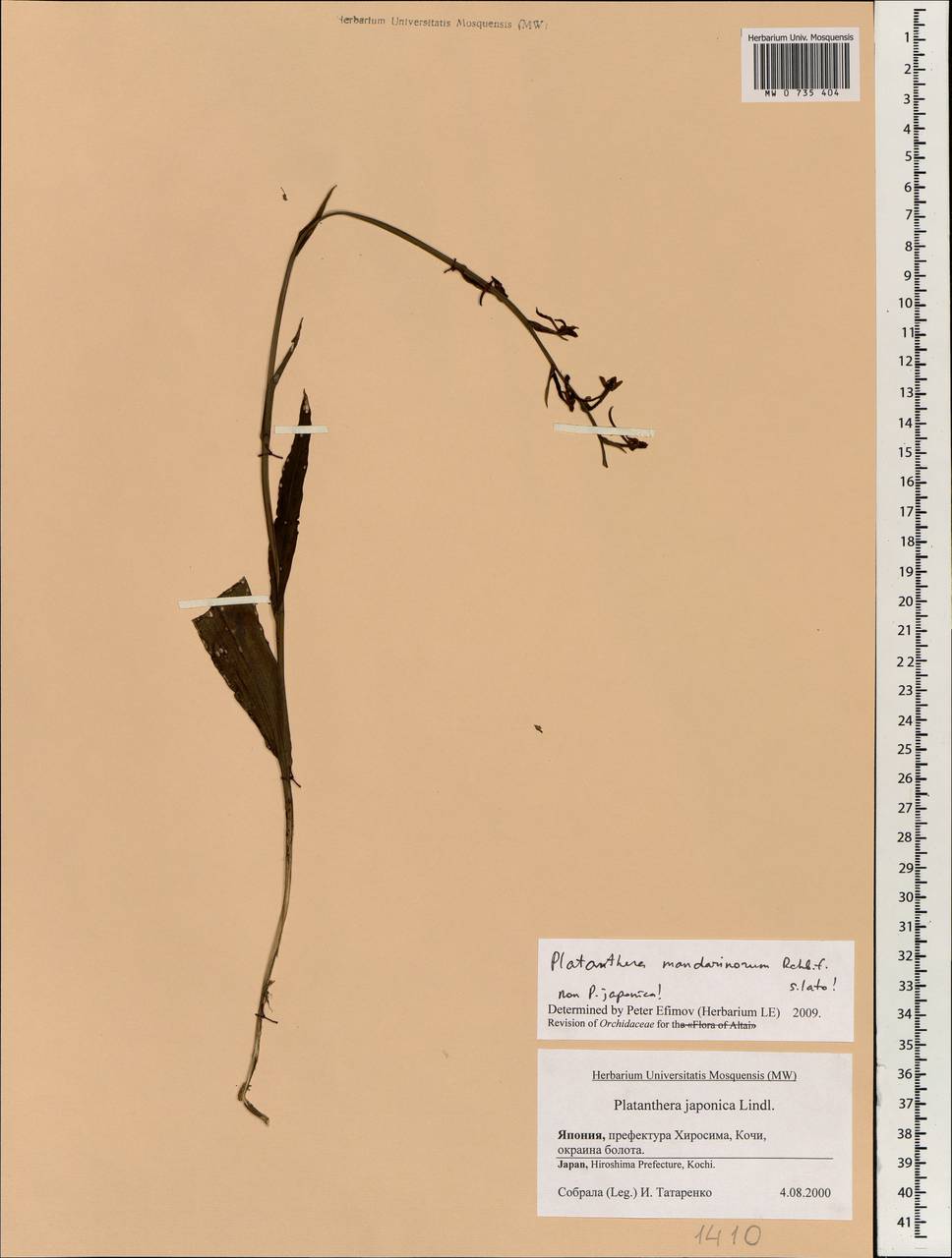 Platanthera mandarinorum Rchb.f., South Asia, South Asia (Asia outside ex-Soviet states and Mongolia) (ASIA) (Japan)