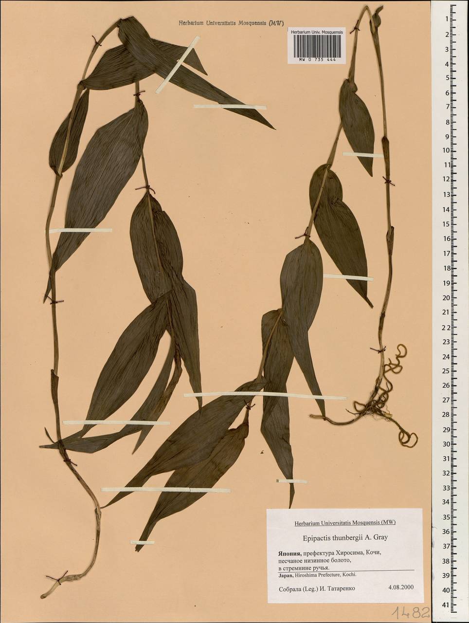 Epipactis thunbergii A.Gray, South Asia, South Asia (Asia outside ex-Soviet states and Mongolia) (ASIA) (Japan)