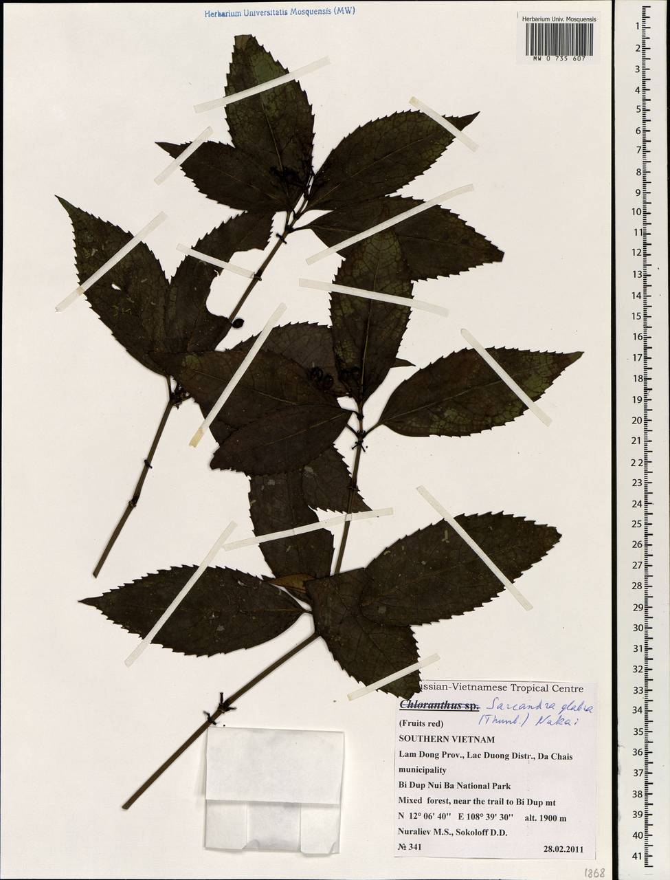 Sarcandra glabra subsp. glabra, South Asia, South Asia (Asia outside ex-Soviet states and Mongolia) (ASIA) (Vietnam)